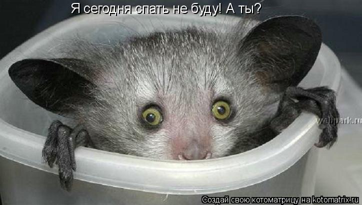 Котоматрица: Я сегодня спать не буду! А ты?
