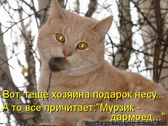 Вот, теще хозяина подарок несу... А то все причитает:"Мурзик - дармоед..."... Котоматрица: Вот, теще хозяина подарок несу... А то все причитает:"Мурзик - дармоед..."