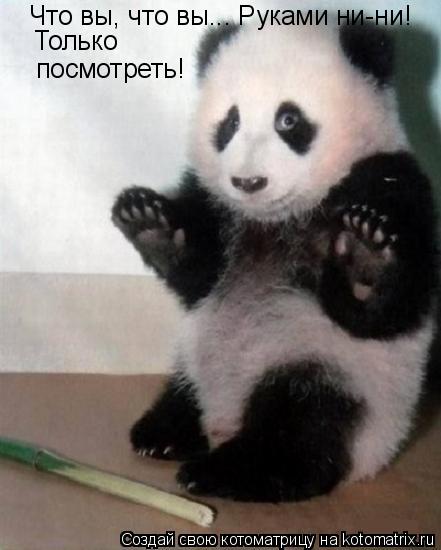 Что вы, что вы... Руками ни-ни! посмотреть! Только... Котоматрица: Что вы, что вы... Руками ни-ни! посмотреть! Только