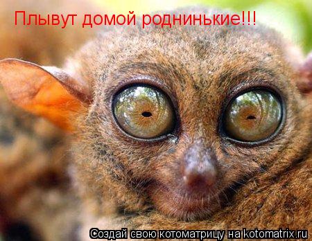 Плывут домой роднинькие!!!... Котоматрица: Плывут домой роднинькие!!!