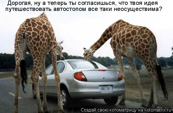 путешествовать автостопом все таки неосуществима? Дорогая, ну а теперь ты согласишься, что твоя идея... Котоматрица: путешествовать автостопом все таки неосуществима? Дорогая, ну а теперь ты согласишься, что твоя идея