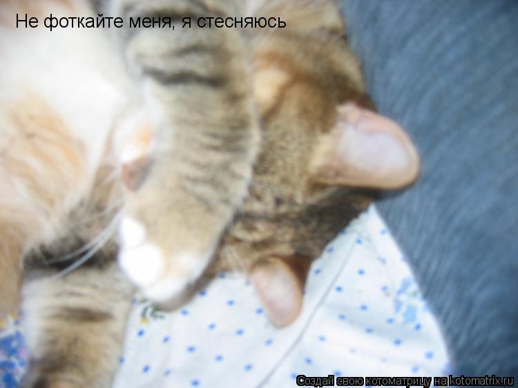 Котоматрица: Не фоткайте меня, я стесняюсь