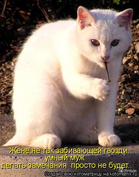 Жене,не так забивающей гвозди, умный муж делать замечания просто не будет..... Котоматрица: Жене,не так забивающей гвозди, умный муж делать замечания просто не будет..
