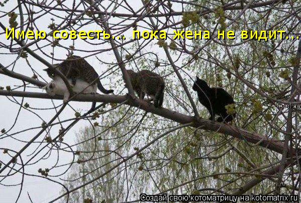 Котоматрица: Имею совесть... пока жена не видит...