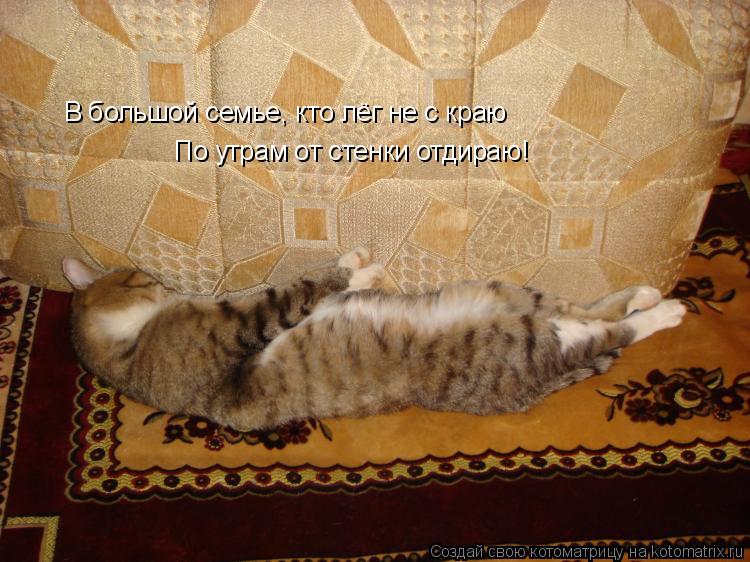 Котоматрица: В большой семье, кто лёг не с краю По утрам от стенки отдираю!