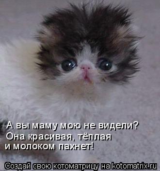 А вы маму мою не видели? Она красивая, тёплая и молоком пахнет!... Котоматрица: А вы маму мою не видели? Она красивая, тёплая и молоком пахнет!