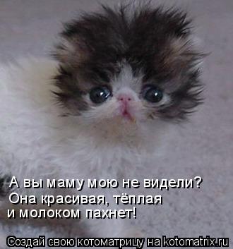 Котоматрица: А вы маму мою не видели?  Она красивая, тёплая и молоком пахнет!