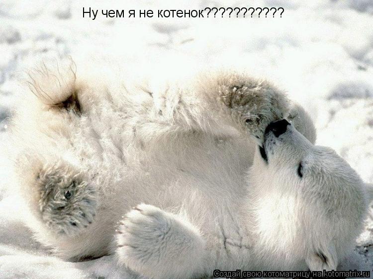 Котоматрица: Ну чем я не котенок???????????