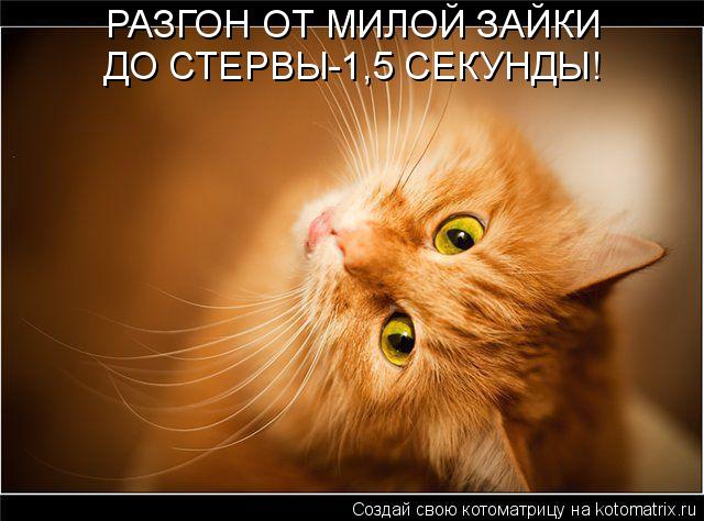РАЗГОН ОТ МИЛОЙ ЗАЙКИ ДО СТЕРВЫ-1,5 СЕКУНДЫ!... Котоматрица: РАЗГОН ОТ МИЛОЙ ЗАЙКИ ДО СТЕРВЫ-1,5 СЕКУНДЫ!