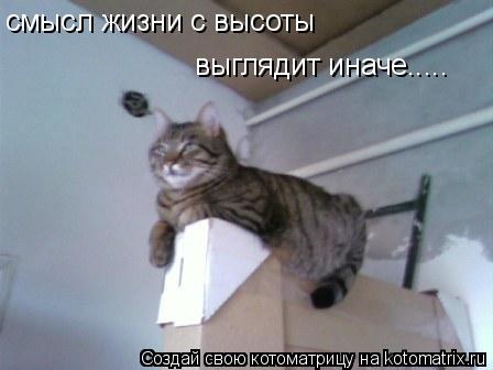 смысл жизни с высоты выглядит иначе........ Котоматрица: смысл жизни с высоты выглядит иначе.....