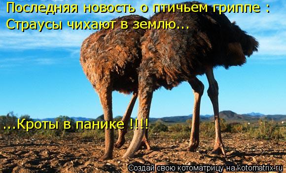 Котоматрица: Последняя новость о птичьем гриппе : Страусы чихают в землю... ...Кроты в панике !!!!