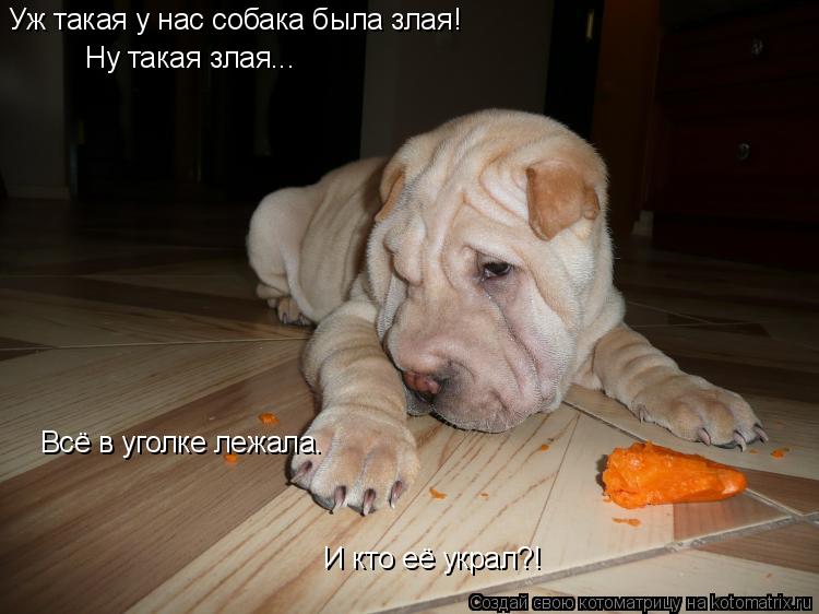 Котоматрица: Уж такая у нас собака была злая! Ну такая злая... Всё в уголке лежала. И кто её украл?!