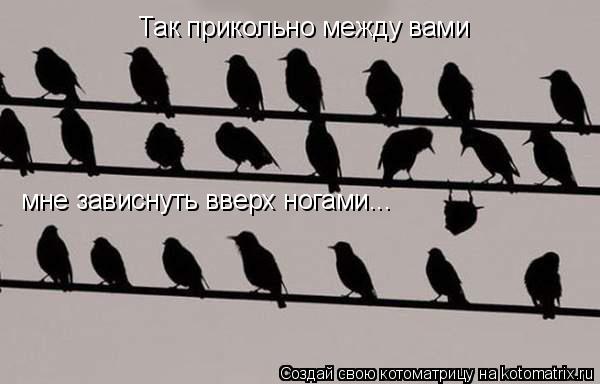 Так прикольно между вами мне зависнуть вверх ногами...... Котоматрица: Так прикольно между вами мне зависнуть вверх ногами...