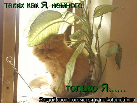 таких как Я, немного: только Я......... Котоматрица: таких как Я, немного: только Я......