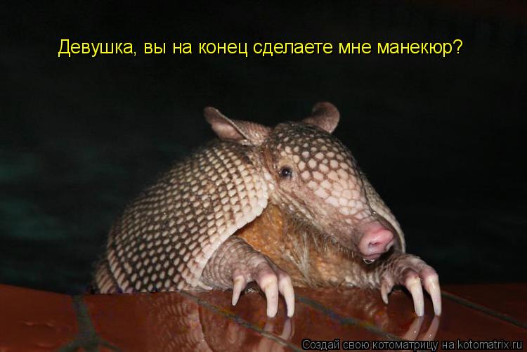 Котоматрица: Девушка, вы на конец сделаете мне манекюр?