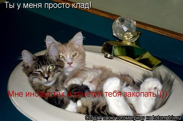 Котоматрица: Ты у меня просто клад! Мне иногда так и хочется тебя закопать!)))