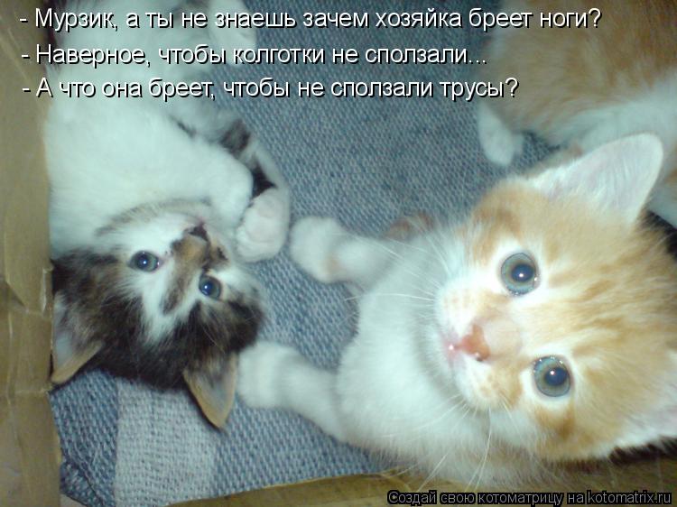 Котоматрица: - А что она бреет, чтобы не сползали трусы? - Наверное, чтобы колготки не сползали... - Мурзик, а ты не знаешь зачем хозяйка бреет ноги?