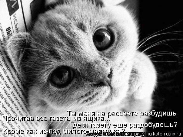 Котоматрица: Прочитав все газеты из ящика... Ты меня на рассвете разбудишь, Где ж газету ещё раздобудешь? Кроме как из-под милого мальчика?