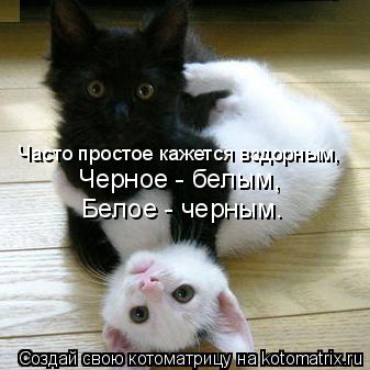 Котоматрица: Часто простое кажется вздорным, Черное - белым, Белое - черным.