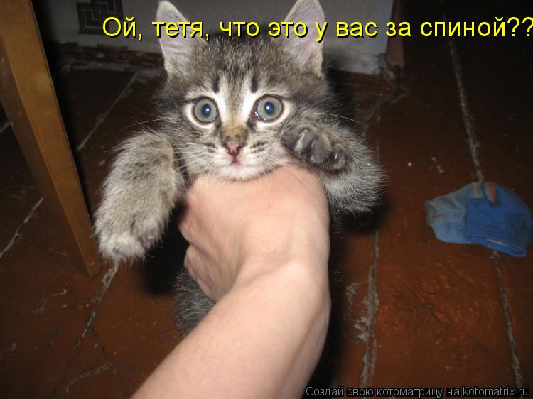Котоматрица: Ой, тетя, что это у вас за спиной??
