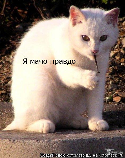 Котоматрица: Я мачо правдо