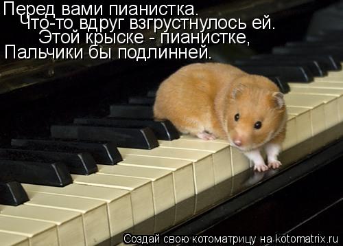 Котоматрица: Перед вами пианистка. Что-то вдруг взгрустнулось ей. Этой крыске - пианистке, Пальчики бы подлинней.