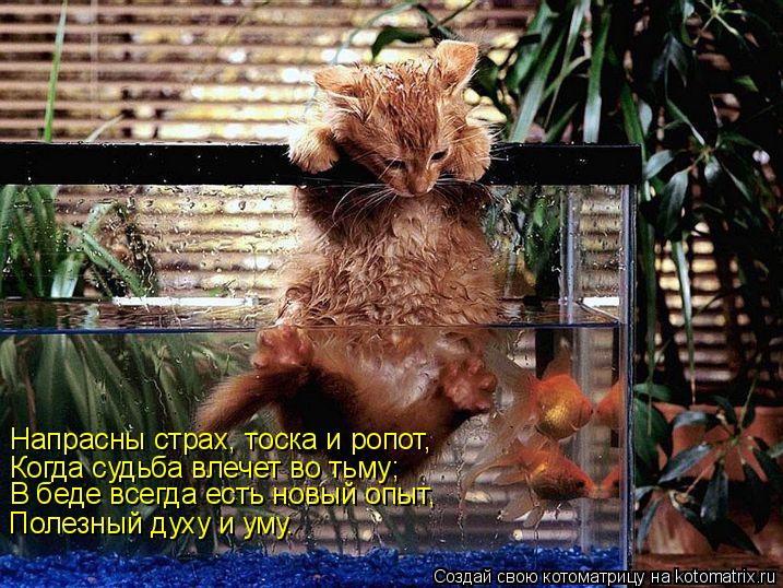 Напрасны страх, тоска и ропот, Когда судьба влечет во тьму; В беде всегда есть новый опыт, Полезный д... Котоматрица: Напрасны страх, тоска и ропот, Когда судьба влечет во тьму; В беде всегда есть новый опыт, Полезный духу и уму.