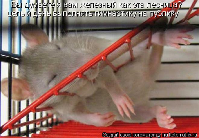 Котоматрица: Вы думаете я вам железный как эта лесница? целый день выполнять гимнастику на публику