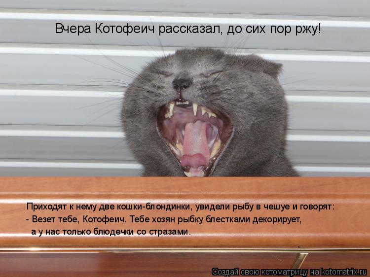 Котоматрица: Вчера Котофеич рассказал, до сих пор ржу! Приходят к нему две кошки-блондинки, увидели рыбу в чешуе и говорят: - Везет тебе, Котофеич. Тебе хоз