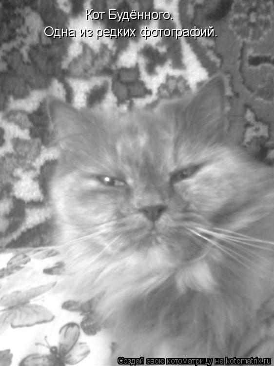 Кот Будённого. Одна из редких фотографий.... Котоматрица: Кот Будённого. Одна из редких фотографий.