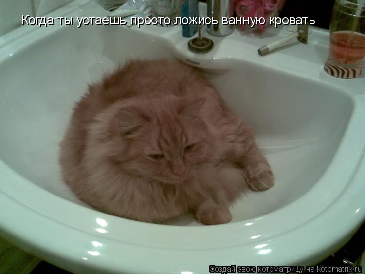 Котоматрица: Когда ты устаешь просто ложись ванную кровать