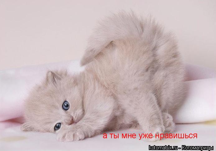 Котоматрица: а ты мне уже нравишься