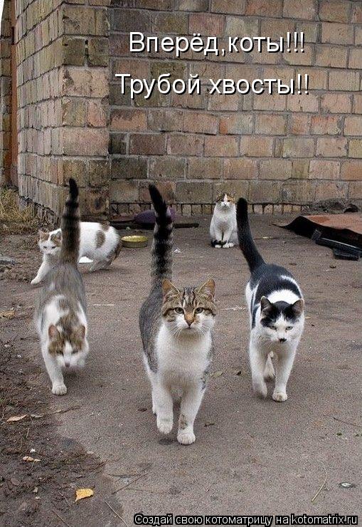 Котоматрица: Вперёд,коты!!! Трубой хвосты!!