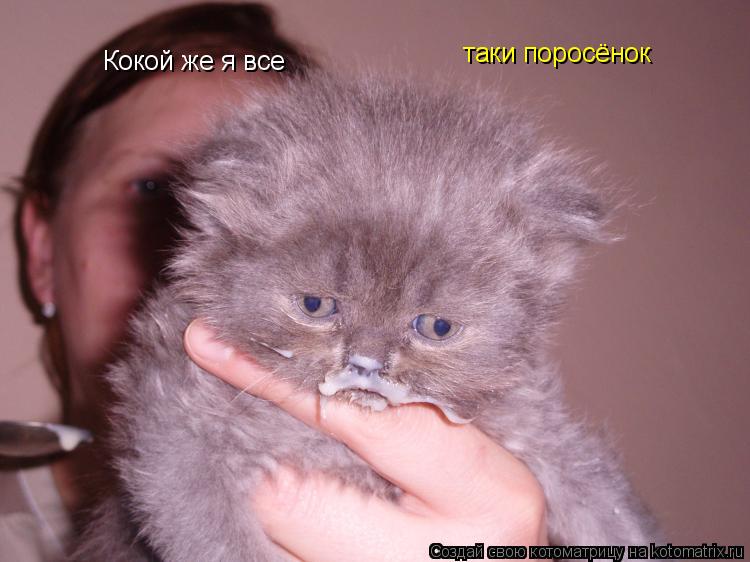 Кокой же я все таки поросёнок... Котоматрица: Кокой же я все таки поросёнок