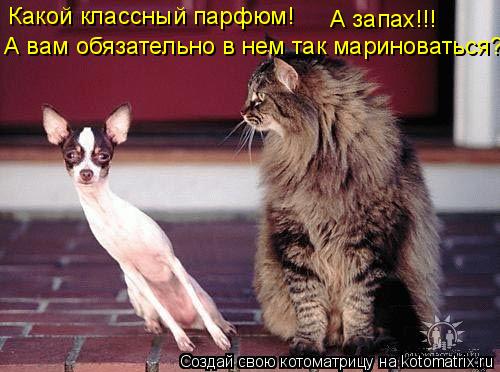 Котоматрица: Какой классный парфюм! А запах!!! А вам обязательно в нем так мариноваться?