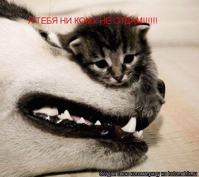 Котоматрица: Я ТЕБЯ НИ КОМУ НЕ ОТДАМ!!!!!!