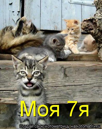 Котоматрица: Моя 7я