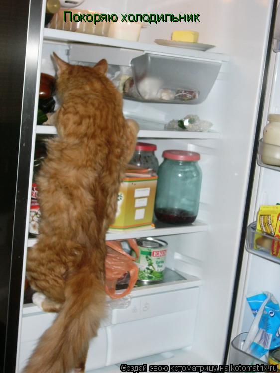 Котоматрица: Покоряю холодильник