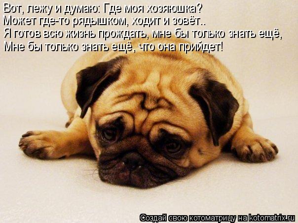Котоматрица: Вот, лежу и думаю: Где моя хозяюшка? Может где-то рядышком, ходит и зовёт.. Я готов всю жизнь прождать, мне бы только знать ещё, Мне бы только зн