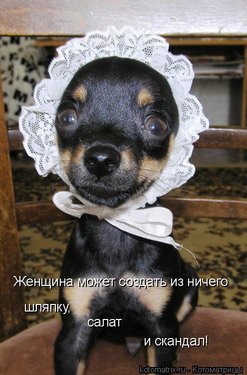 Котоматрица: Женщина может создать из ничего шляпку, салат и скандал!