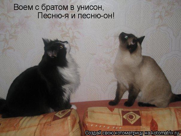 Котоматрица: Воем с братом в унисон, Песню-я и песню-он!