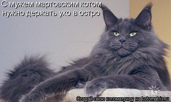 С мужем мартовским котом нужно держать ухо в остро... Котоматрица: С мужем мартовским котом нужно держать ухо в остро
