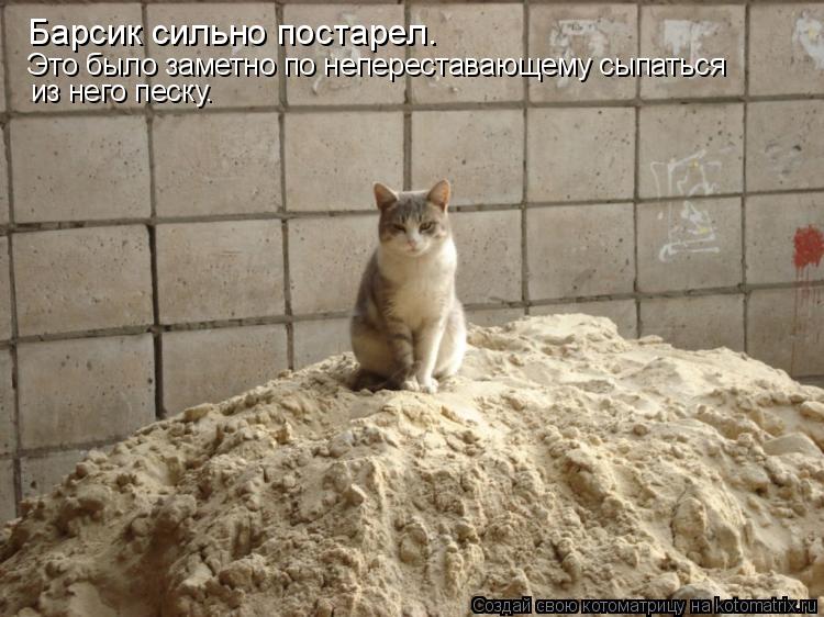 Барсик сильно постарел. Это было заметно по непереставающему сыпаться из него песку.... Котоматрица: Барсик сильно постарел. Это было заметно по непереставающему сыпаться из него песку.