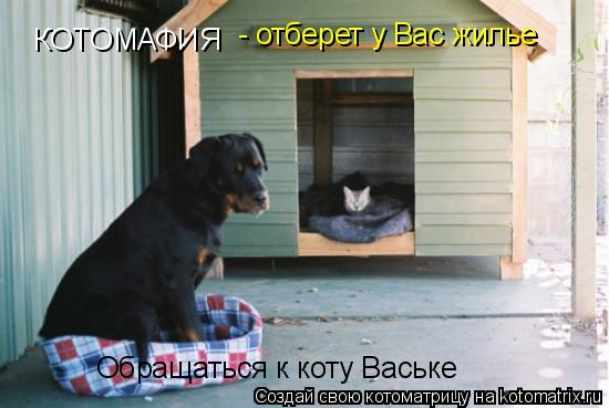 КОТОМАФИЯ - отберет у Вас жилье Обращаться к коту Ваське... Котоматрица: КОТОМАФИЯ - отберет у Вас жилье Обращаться к коту Ваське