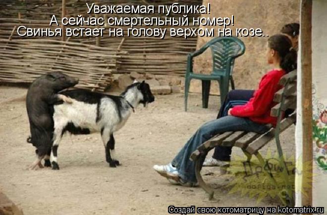 Котоматрица: Уважаемая публика! А сейчас смертельный номер! Свинья встает на голову верхом на козе..
