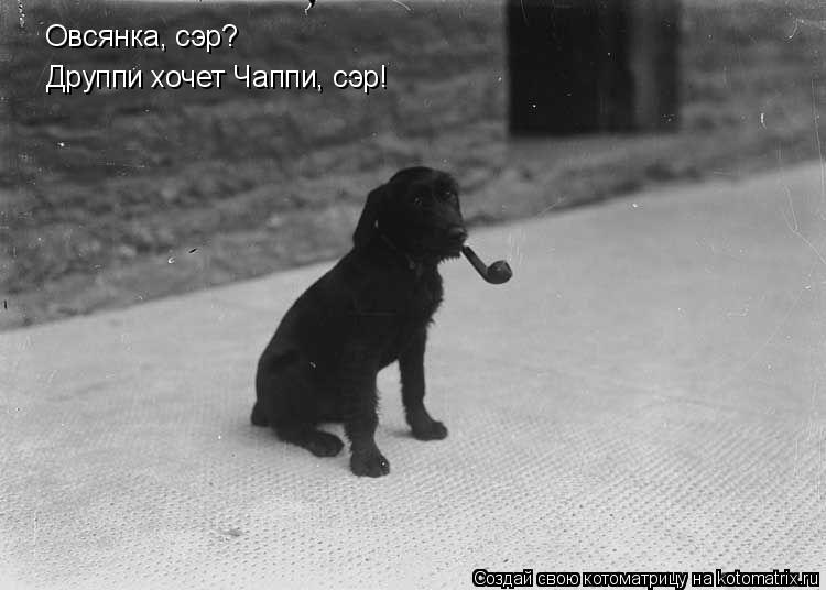 Котоматрица: Овсянка, сэр? Друппи хочет Чаппи, сэр!