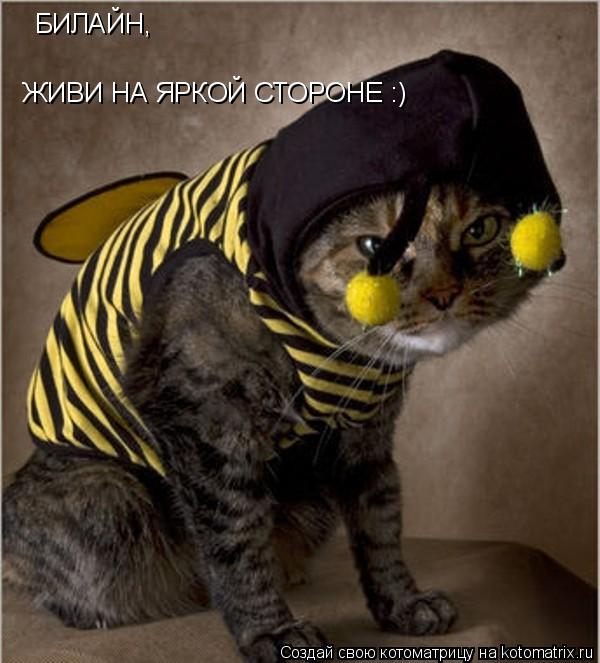 Котоматрица: БИЛАЙН, ЖИВИ НА ЯРКОЙ СТОРОНЕ :)