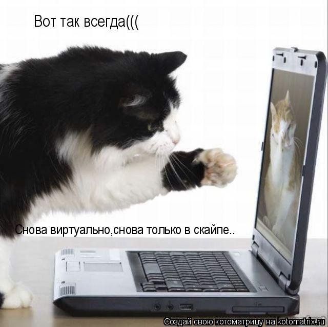 Котоматрица: Снова виртуально,снова только в скайпе.. Вот так всегда(((