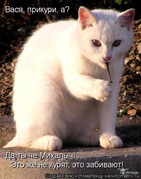 Котоматрица: Вася, прикури, а? Да ты че Михалыч!  Это же не курят, это забивают!