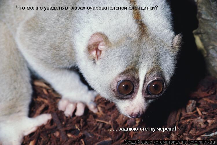 Котоматрица: Что можно увидеть в глазах очаровательной блондинки?  ..... заднюю стенку черепа!